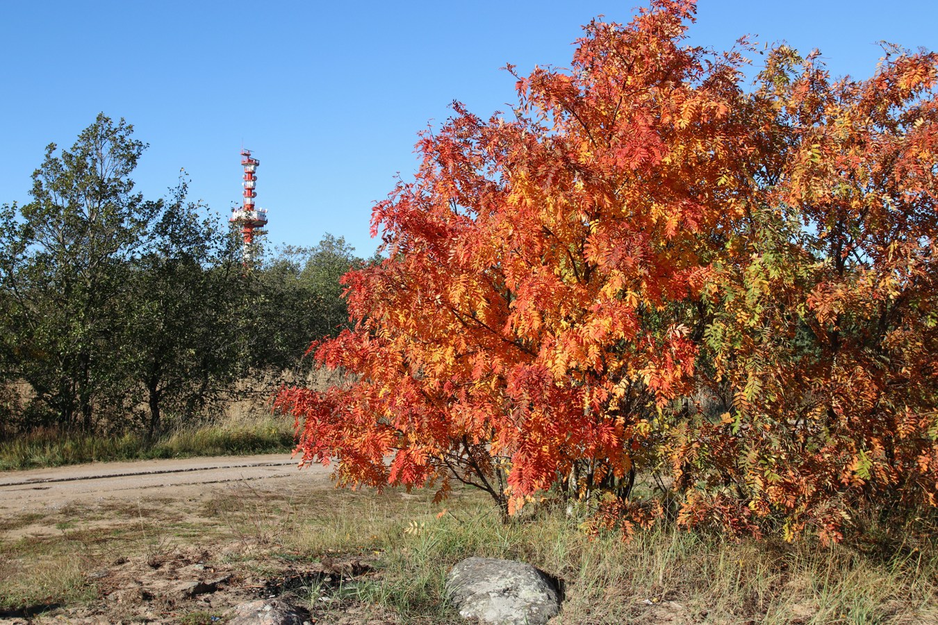 Image of Sorbus aucuparia specimen.