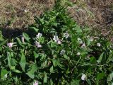 Convolvulus arvensis
