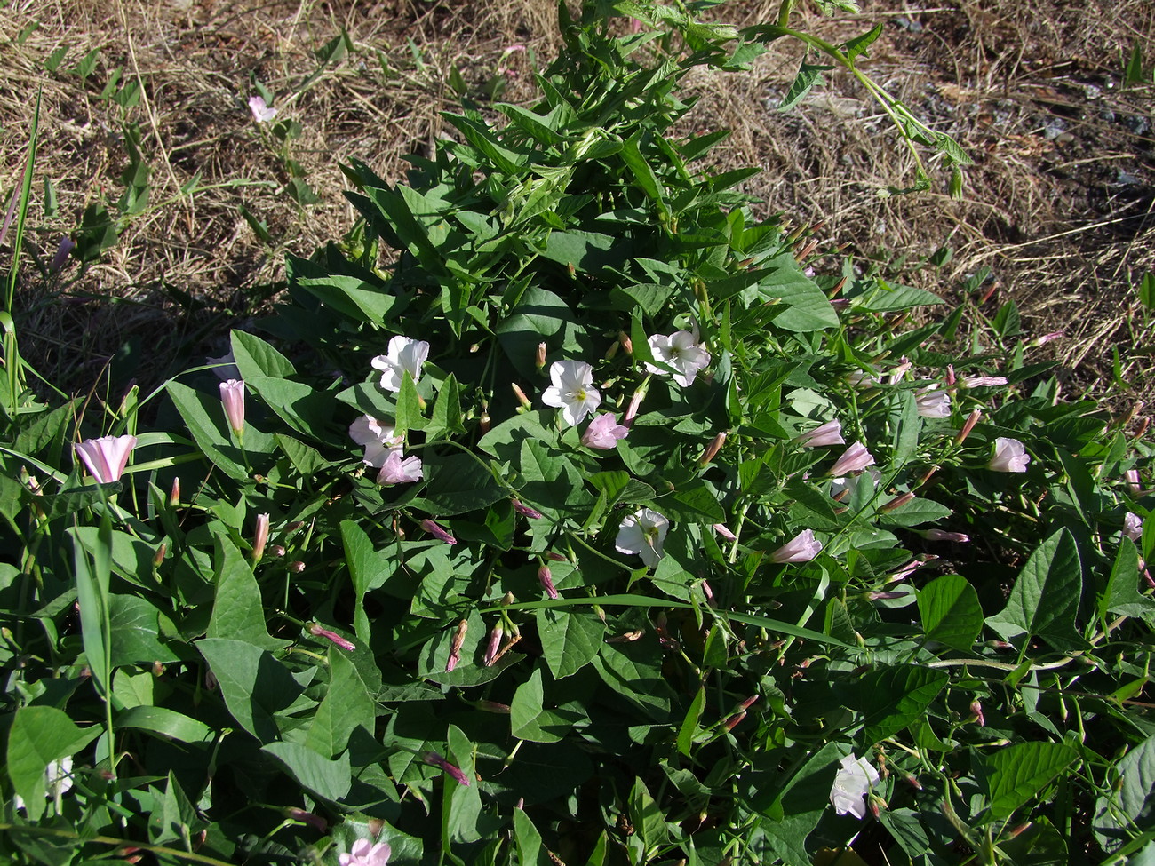 Изображение особи Convolvulus arvensis.