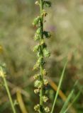 Agrimonia eupatoria