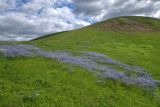 Linum perenne