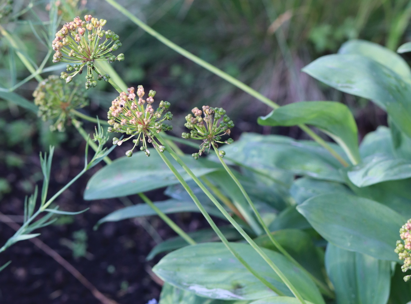 Image of Allium victorialis specimen.