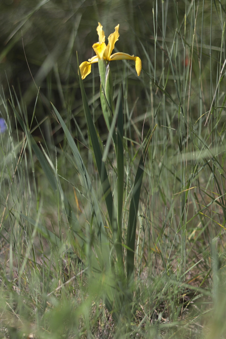 Image of Iris halophila specimen.
