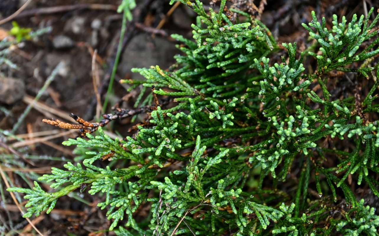 Image of Juniperus sargentii specimen.