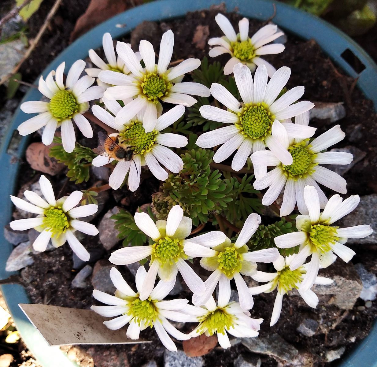 Image of Callianthemum anemonoides specimen.