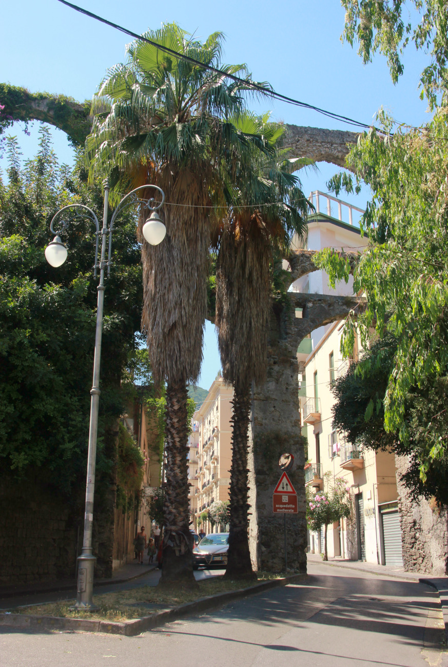 Image of Washingtonia robusta specimen.