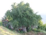 Pyrus caucasica. Плодоносящее дерево. Южная Осетия, святилище Джеры дзуар. 07.07.2019.