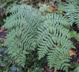 Osmunda regalis. Вайи в каплях дождя. Москва, Аптекарский огород, в культуре. 18.09.2022.