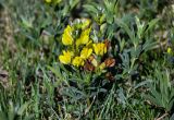 Thermopsis lanceolata. Цветущие растения. Хакасия, Ширинский р-н, берег оз. Власьево, подножие степного склона. 07.06.2022.