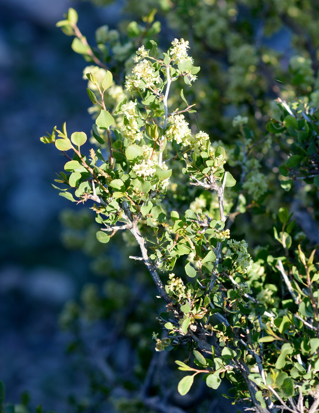 Изображение особи Atraphaxis pyrifolia.