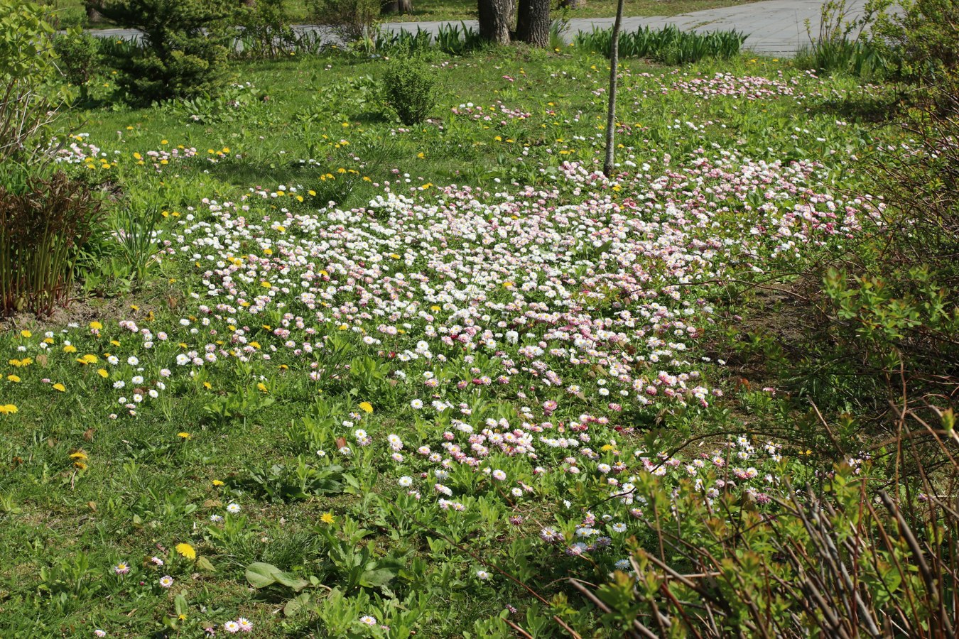 Image of Bellis perennis specimen.