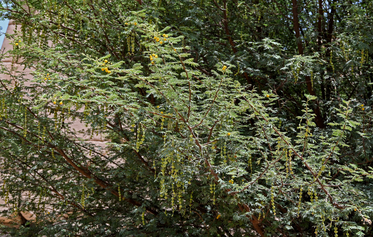 Image of Vachellia nilotica specimen.