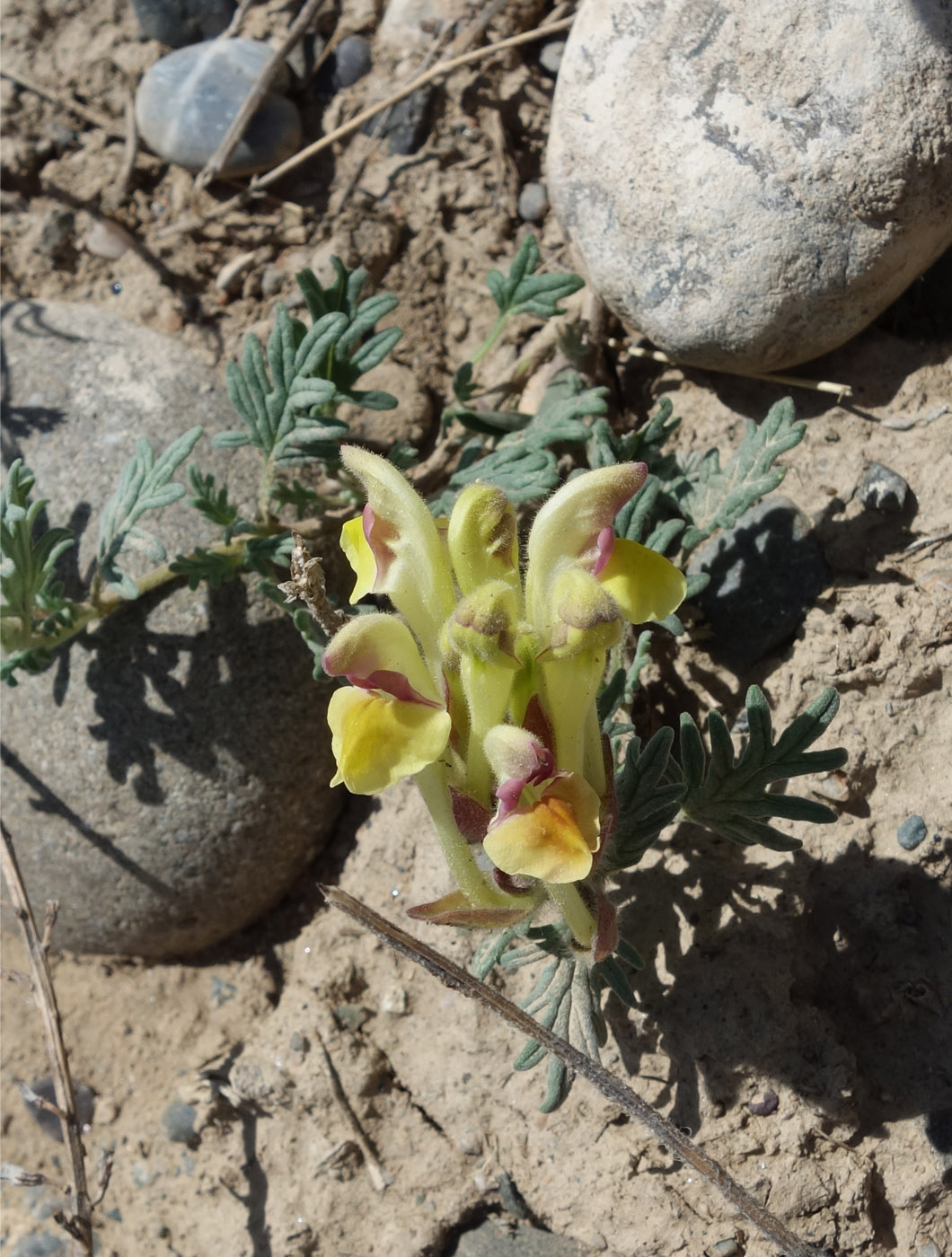 Image of Scutellaria przewalskii specimen.