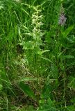 Platanthera bifolia
