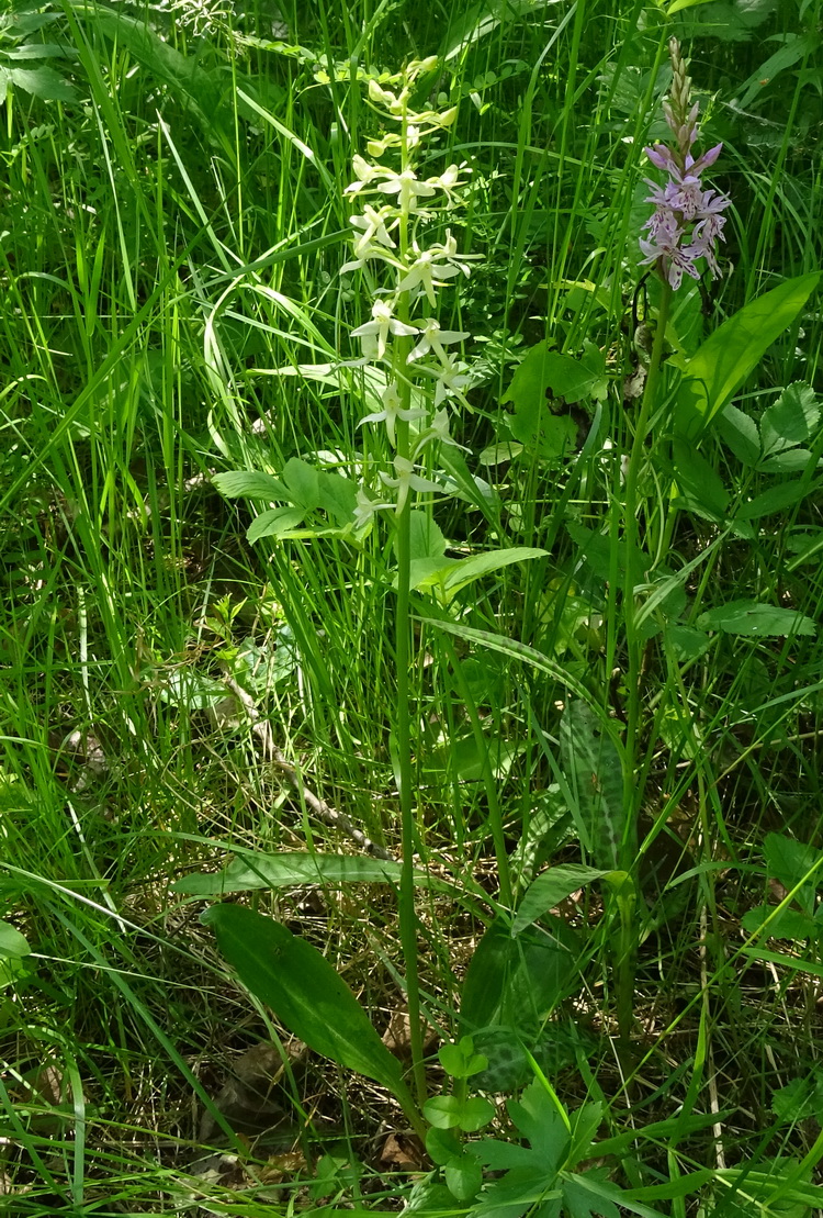 Изображение особи Platanthera bifolia.