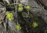 Chrysosplenium pilosum