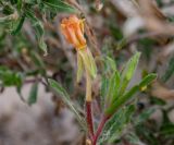 Oenothera stricta. Верхушка побега с отцветающим цветком. Чили, обл. Valparaiso, провинция Isla de Pascua, северо-восточная часть острова, бухта Anakena, закреплённые дюны. 09.03.2023.