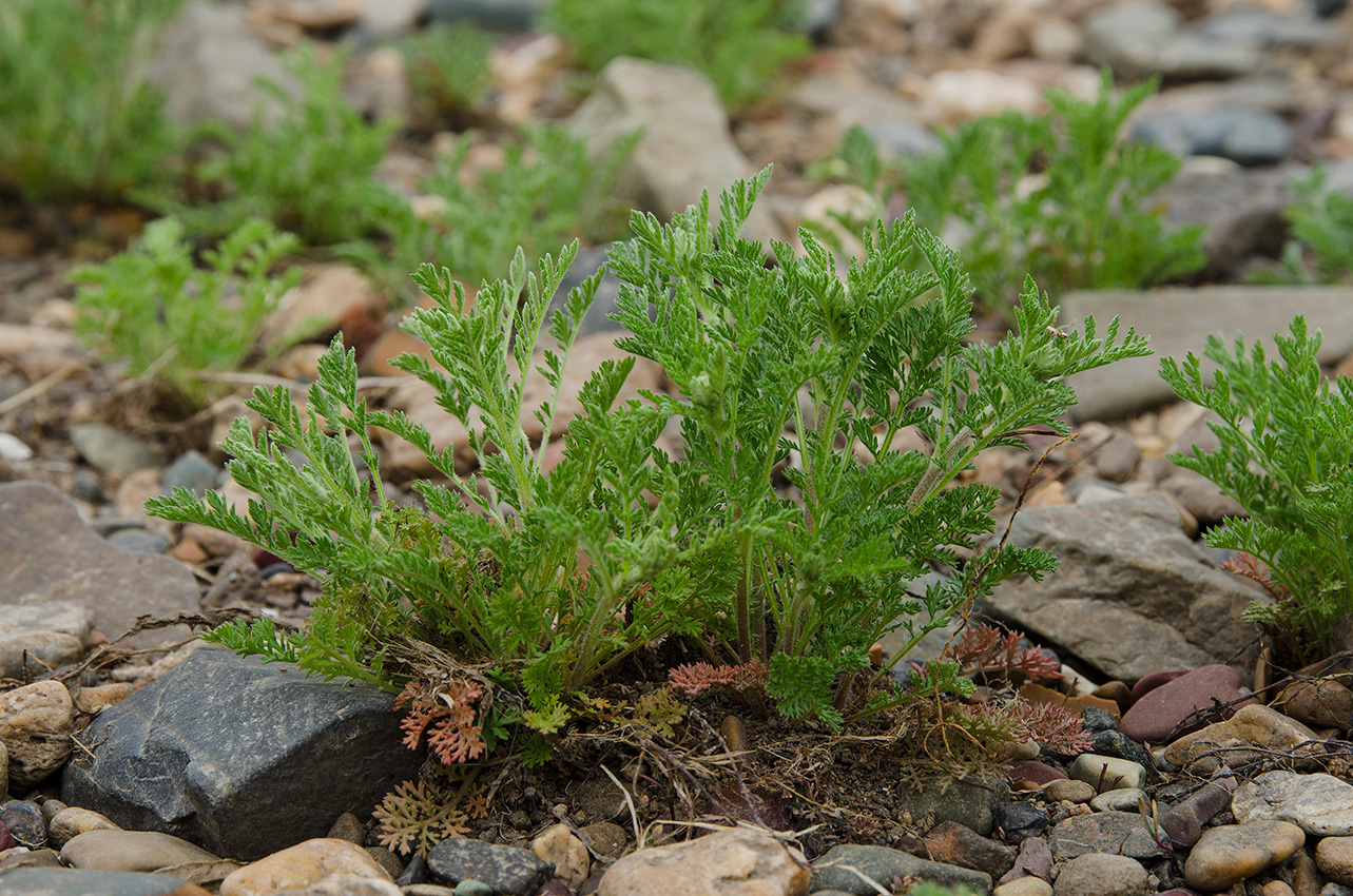 Image of familia Asteraceae specimen.