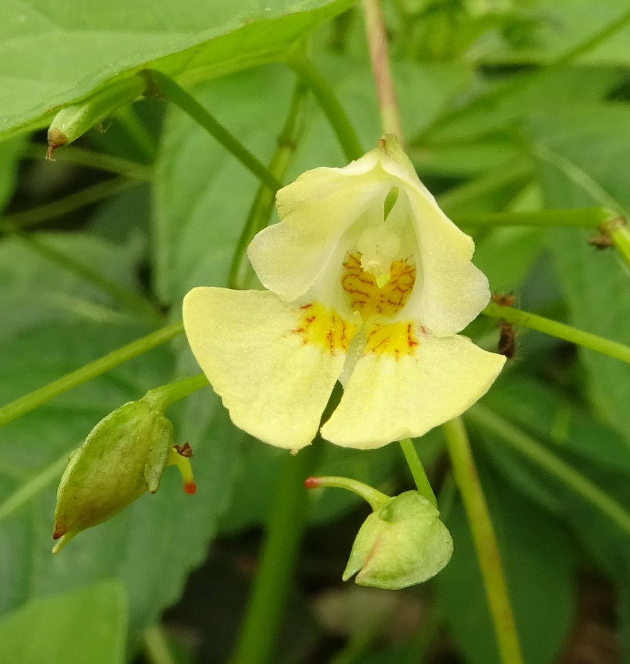 Изображение особи Impatiens parviflora.
