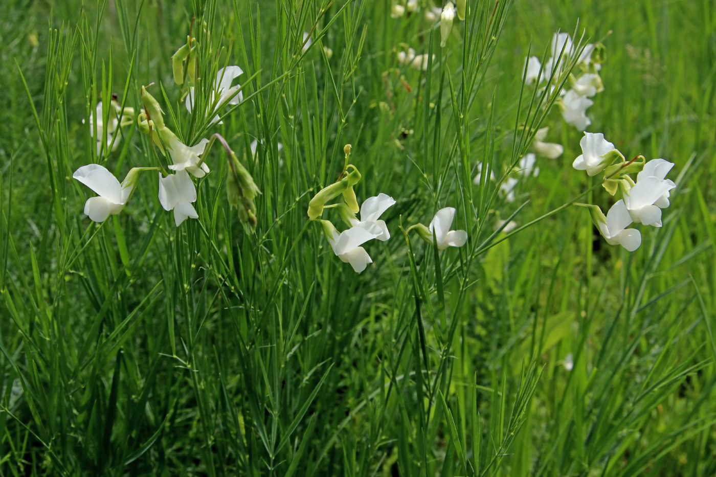 Изображение особи Lathyrus pannonicus.