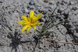 род Tragopogon. Цветущее растение. Кабардино-Балкария, Эльбрусский р-н, долина р. Ирик, склон речной террасы. 20.08.2023.