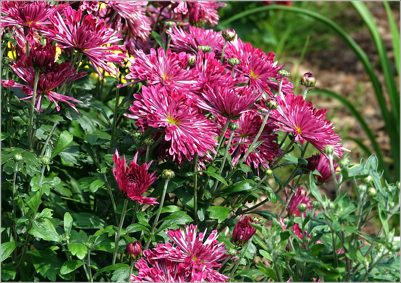 Image of Chrysanthemum indicum specimen.