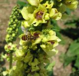 Verbascum nigrum. Средняя часть соцветия. Москва, берег р. Сходня, цветник на месте для отдыха. 10.07.2008.