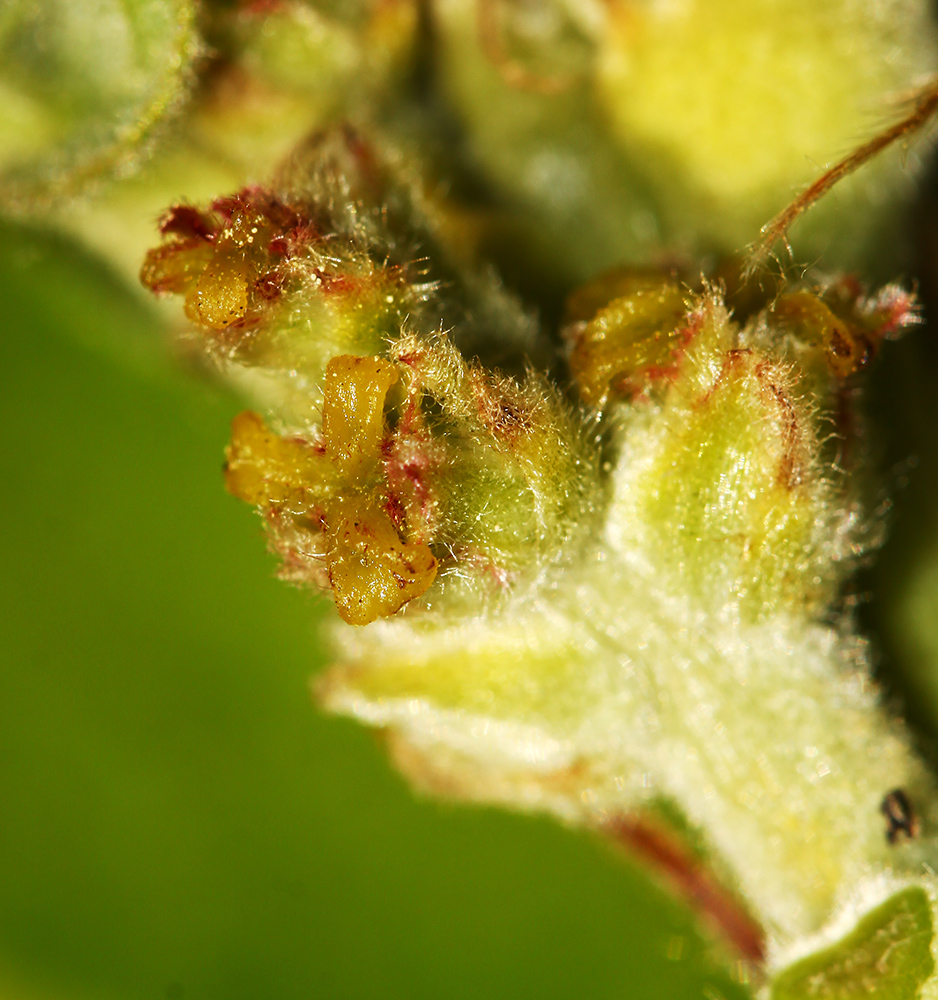 Изображение особи Quercus dentata.