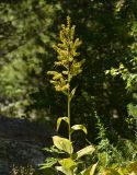 Veratrum lobelianum