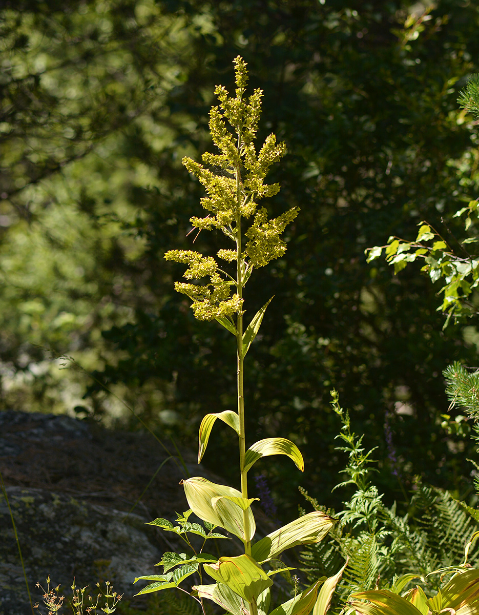 Изображение особи Veratrum lobelianum.