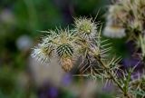 Cirsium echinus. Верхушка побега с отцветшим, цветущим и развивающимся соцветиями. Дагестан, Гунибский р-н, с. Гамсутль, ≈ 1400 м н.у.м., каменистый участок лугового склона. 29.07.2022.