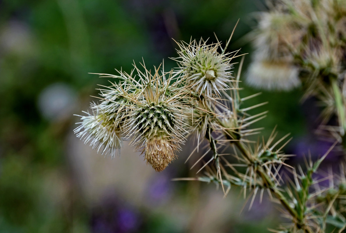 Изображение особи Cirsium echinus.