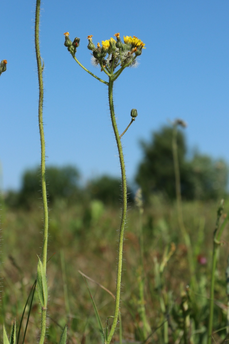 Image of Pilosella praealta specimen.