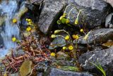 Tussilago farfara