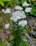 Achillea camtschatica. Верхушка цветущего растения. Курильские о-ва, о-в Кунашир, мыс Сукачёва, приморский луг. 22.08.2022.