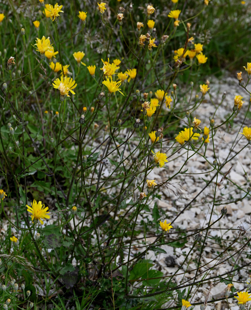 Image of Crepis sonchifolia specimen.
