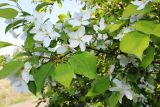 Malus baccata. Часть цветущей ветви. Новосибирская обл., Карасукский р-н, окр. с. Благодатное, лесопосадка. 29.05.2023.