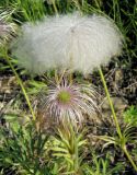 Pulsatilla dahurica