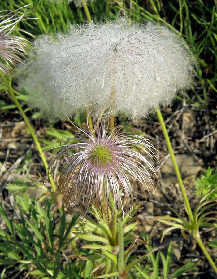 Image of Pulsatilla dahurica specimen.