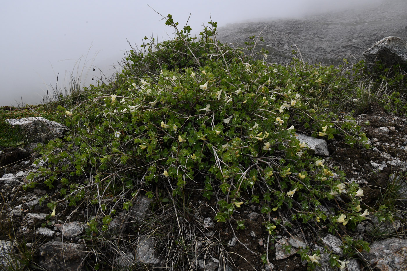 Изображение особи Lonicera humilis.