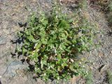 Phlomis nubilans