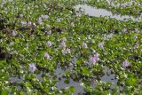 Eichhornia crassipes. Цветущие растения. Израиль, г. Ришон-ле-Цион, искусственное озеро. 25.11.2023.