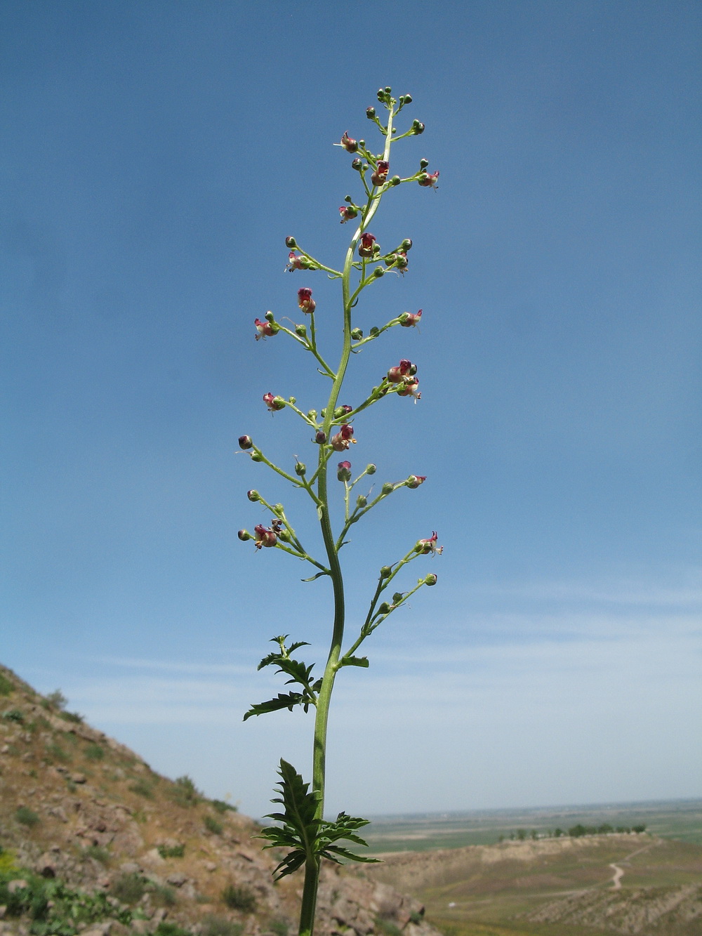 Изображение особи род Scrophularia.