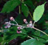 Rubus ibericus