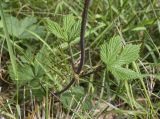 Humulus lupulus
