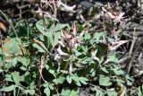 Corydalis schanginii