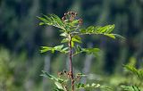 Sorbus sibirica