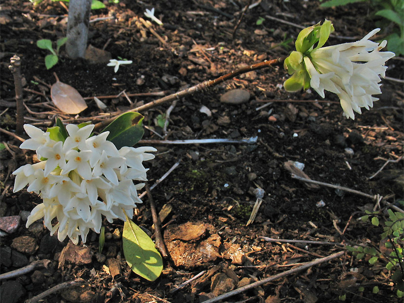 Image of Daphne blagayana specimen.