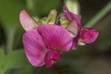 Lathyrus rotundifolius