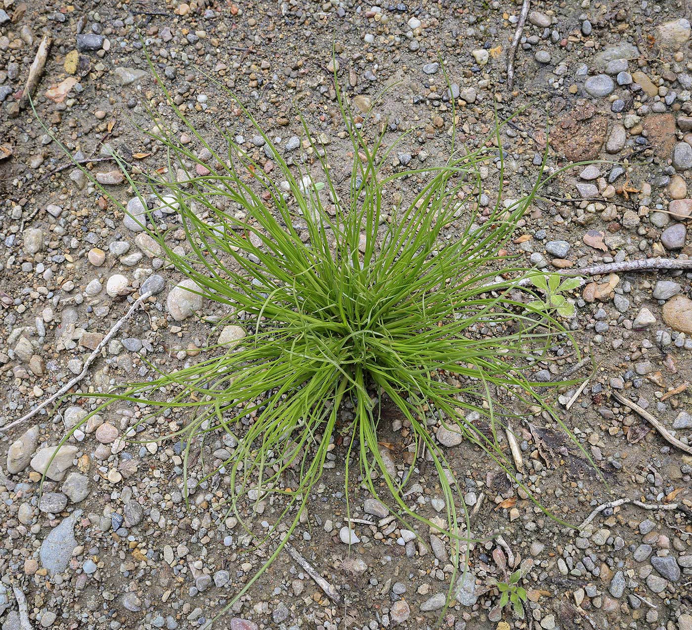 Изображение особи род Juncus.